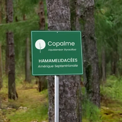 Un panneau vert dans une forêt avec le texte Copalme, Liquidambar Styraciflua, Hamamelidacées, Amérique Septentrionale, indiquant des informations sur une espèce darbre. Larrière-plan montre des arbres et de la verdure.